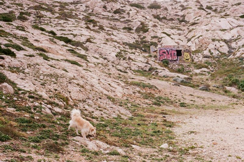 A white dog navigates a rock cliffside, with a graffiti-covered hut in the background.
