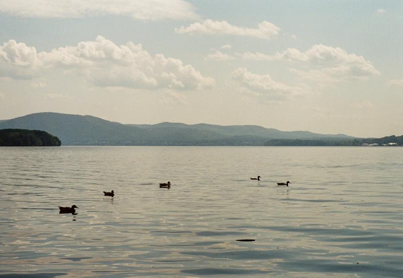 Five ducks swim in a river, with some hills in the distance.