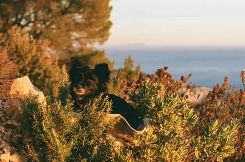A black dog sits in a patch of shrubs, with a patch of ocean in the background.